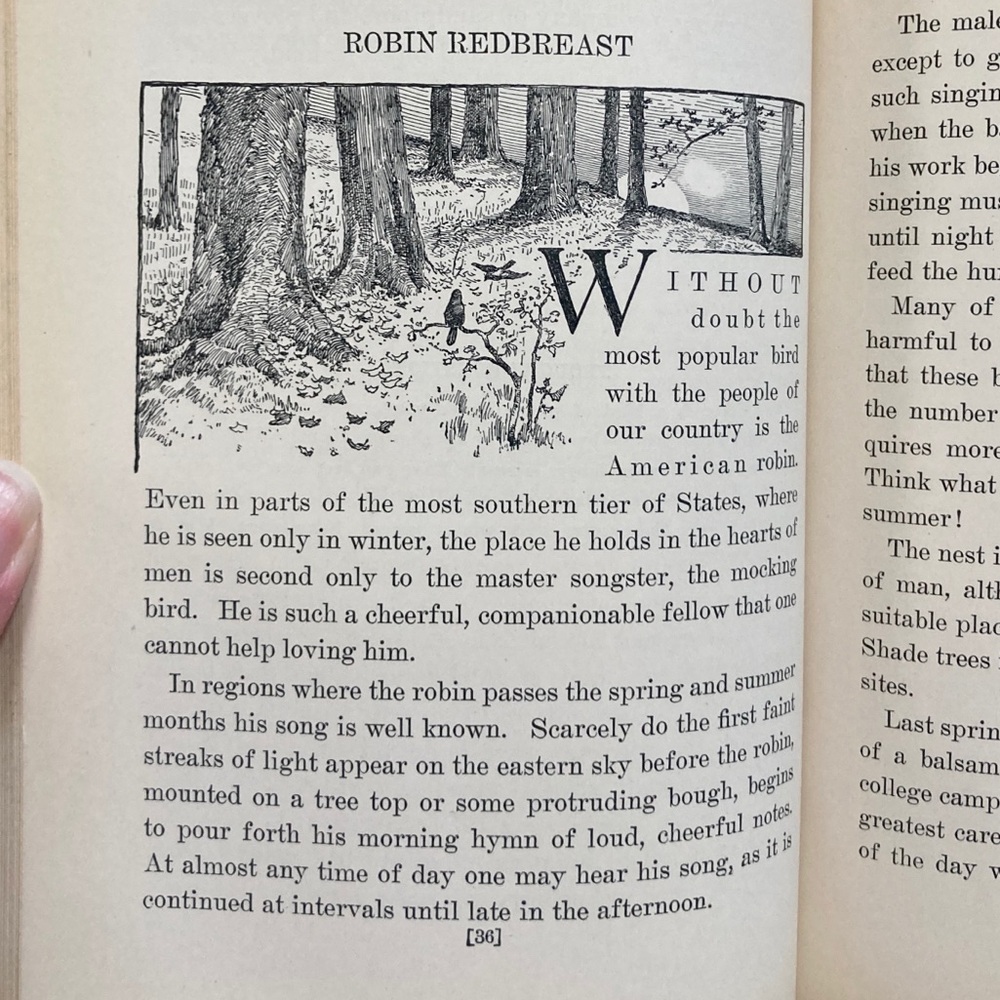 1929 Stories of Bird Life Pearson Animals Audubon Preservation Birds Birdwatcher - Picture 7 of 16